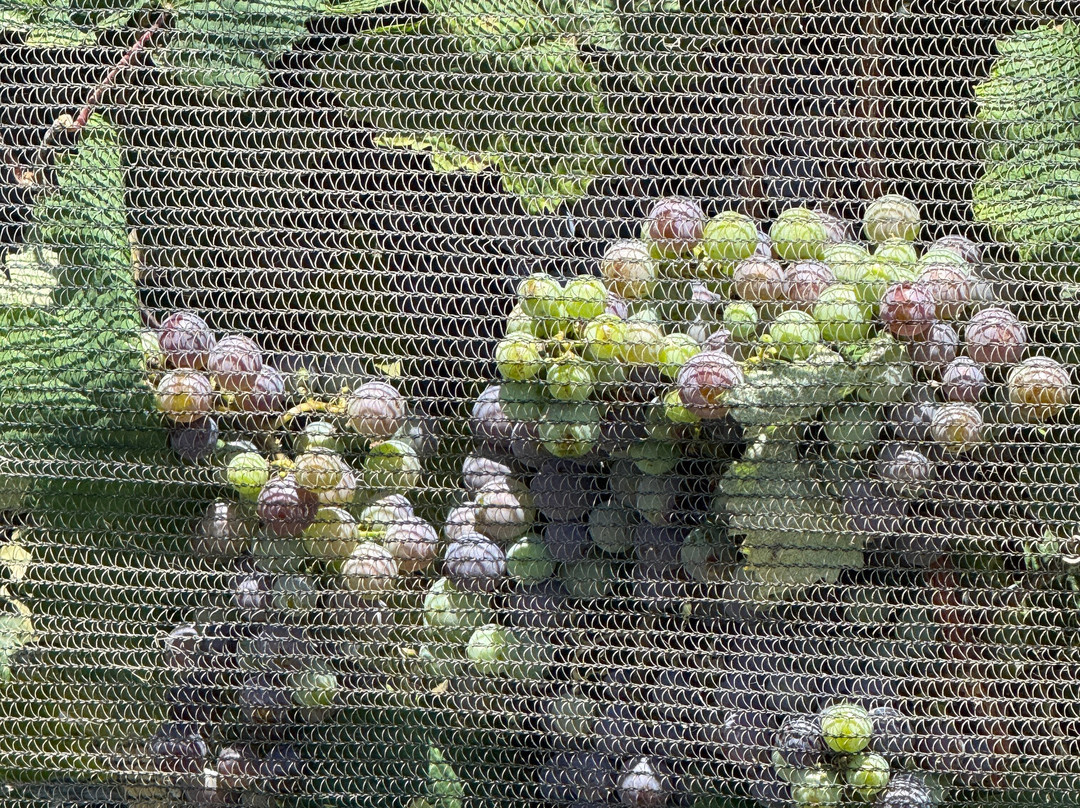 Turtle Creek Vineyard-克尔维尔必去景点