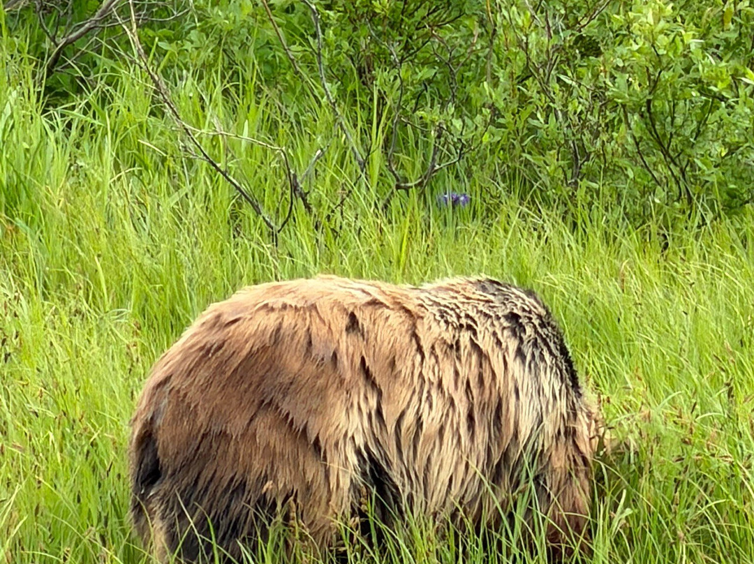 Alaska Wildlife Conservation Center-戈德伍德必去景点