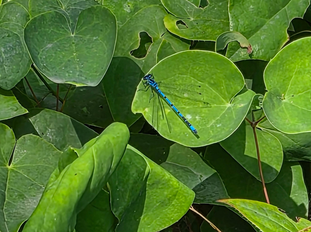 Green Island Gardens-Ardleigh必去景点