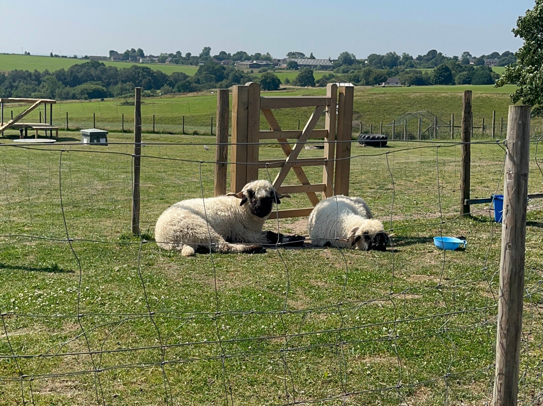 Meadowcroft Farm Alpacas-Bury必去景点