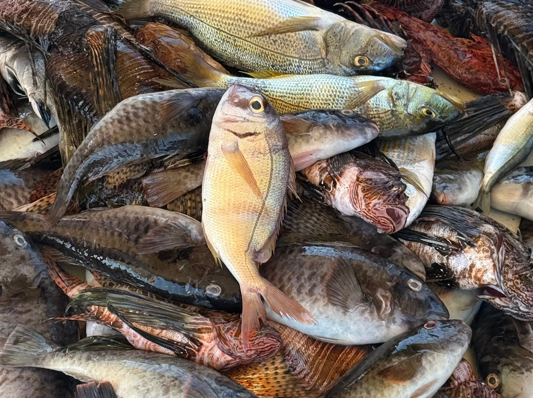 Fishing Tourism Kefalonia Dimitrios-Efthimia-Katelios必去景点