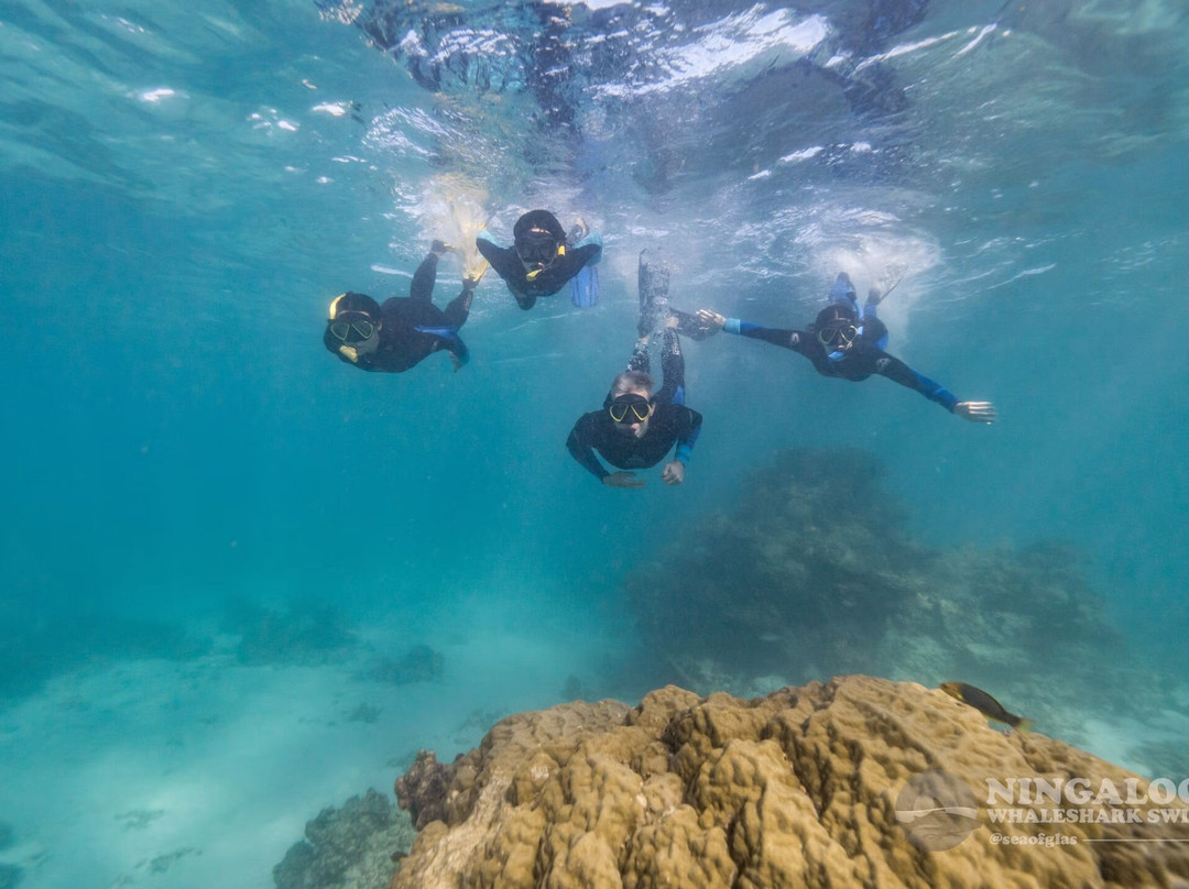 Ningaloo Whaleshark Swim-埃克斯茅斯必去景点