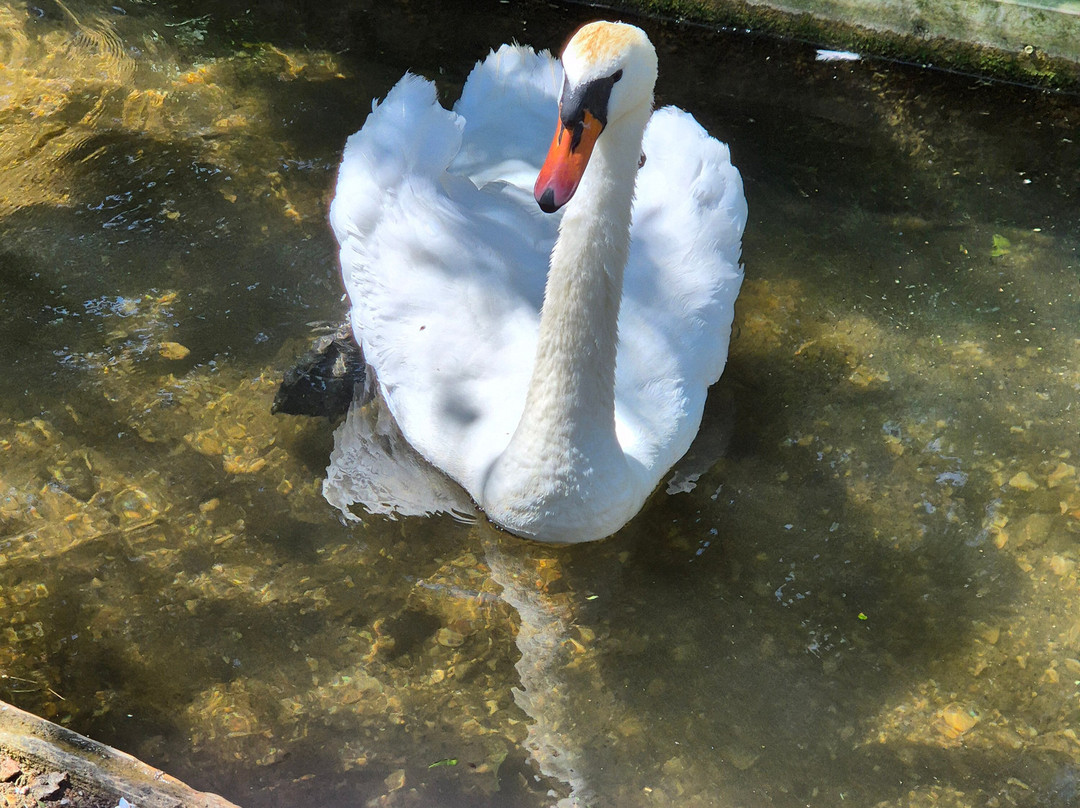 Abbotsbury Swannery-Abbotsbury必去景点