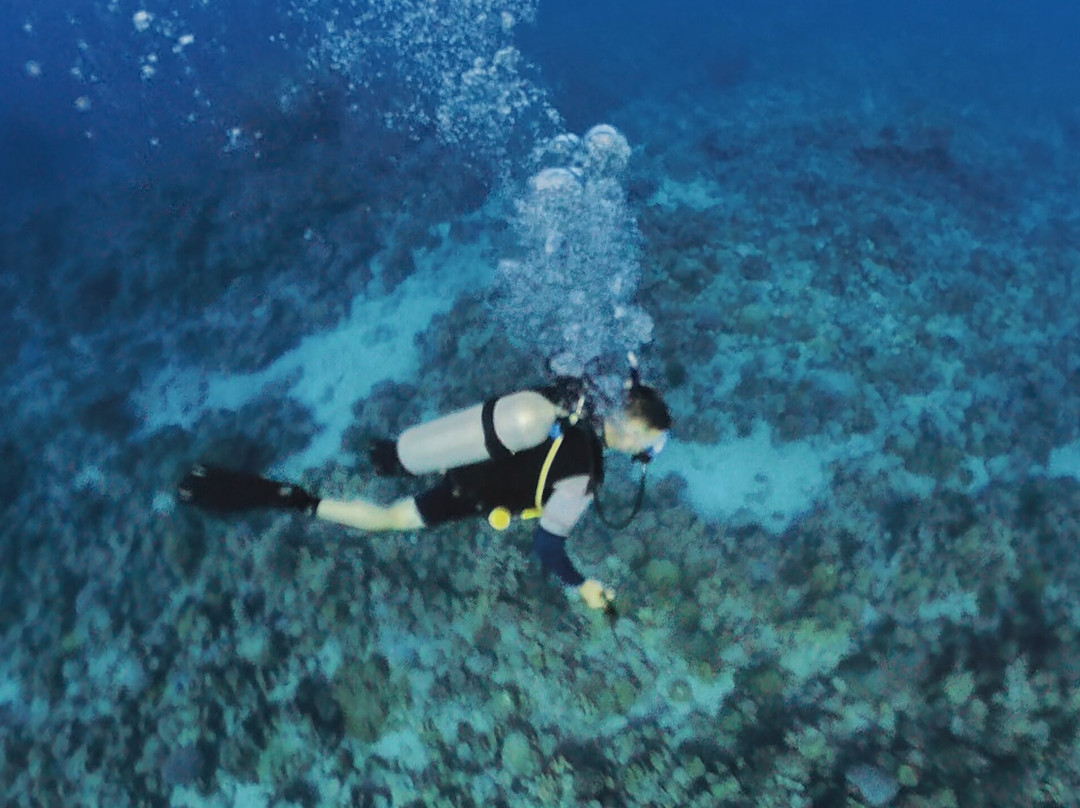 Pacific Divers-拉罗汤加必去景点