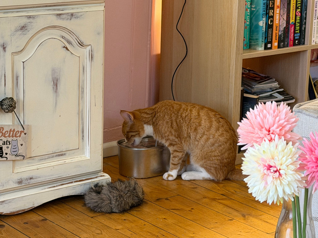 Nelson's Cat Cafe