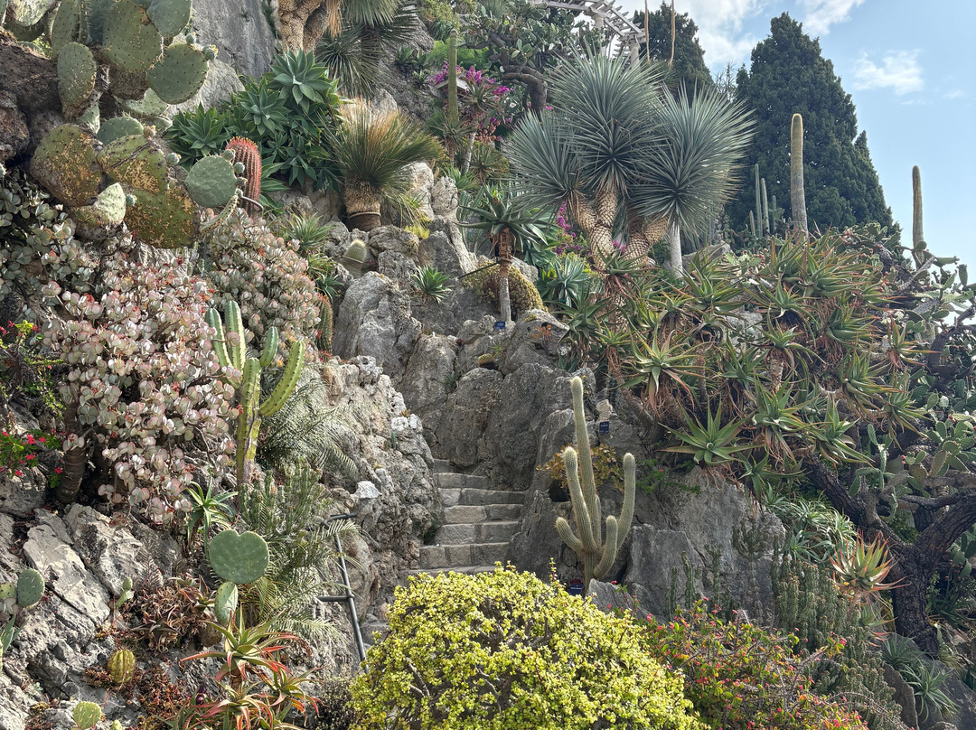 Jardin Exotique de Monaco-摩纳哥城必去景点