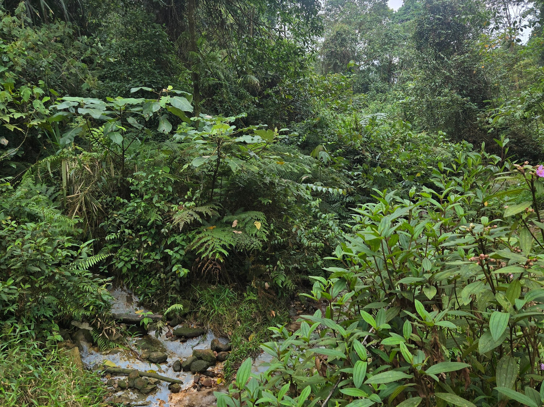 Bogor Halimun National Park Tour-茂物必去景点