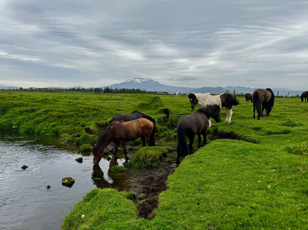 Eldhestar Volcano Horses-Olfus必去景点