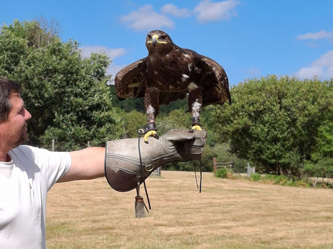 UK Owl And Raptor Centre-Groombridge必去景点