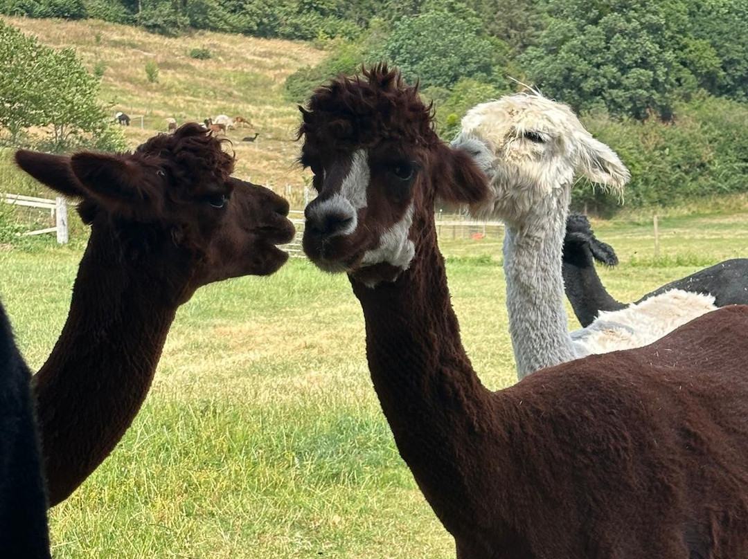 Bell Farm Alpacas-Pensford必去景点