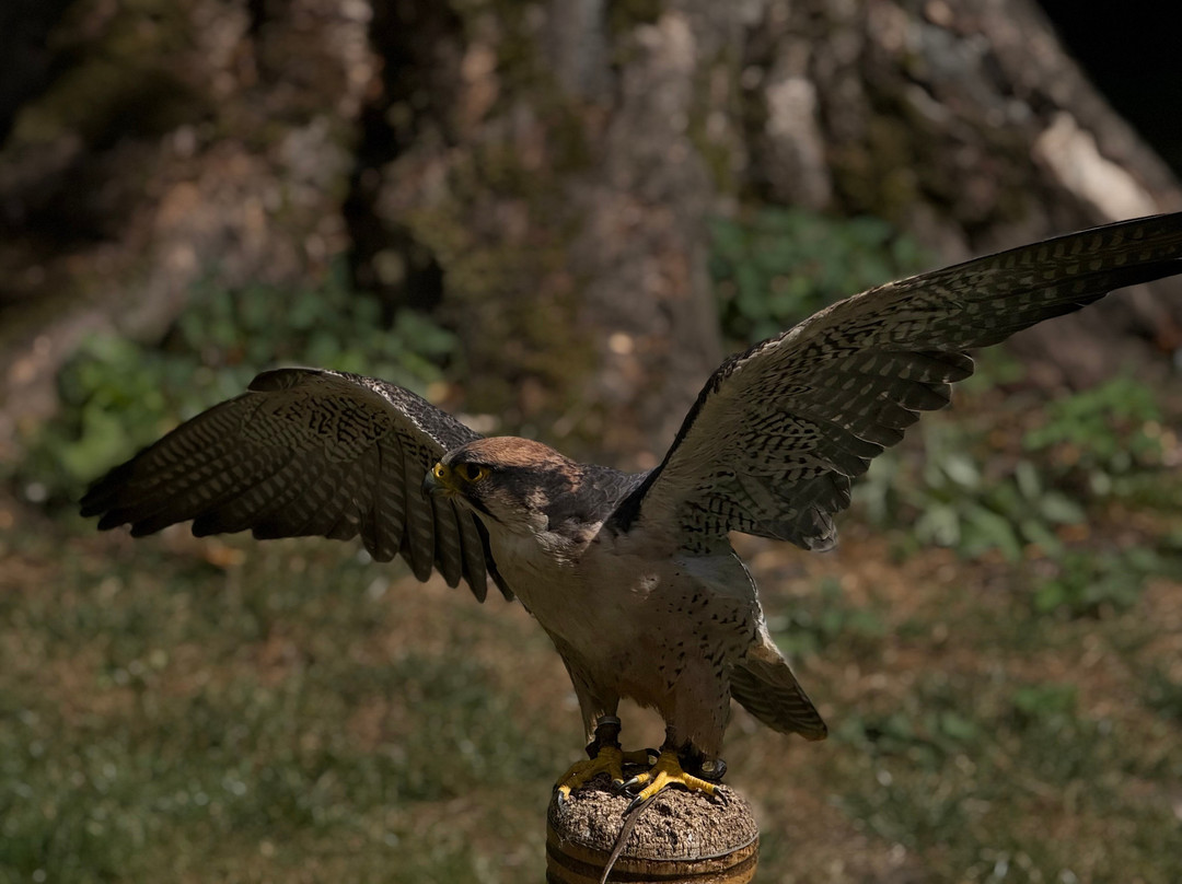 National Centre For Birds Of Prey-赫尔姆斯利必去景点