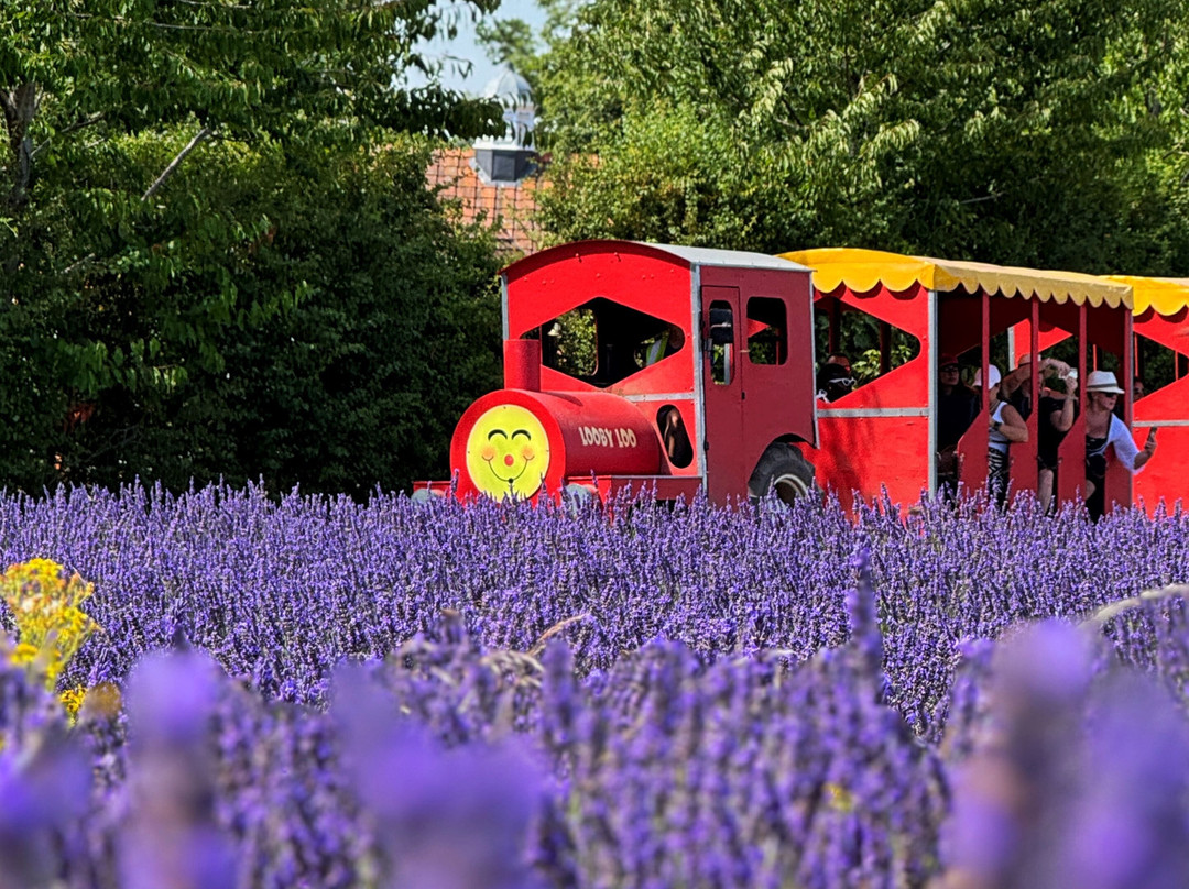 Mayfield Lavender Farm-Banstead必去景点