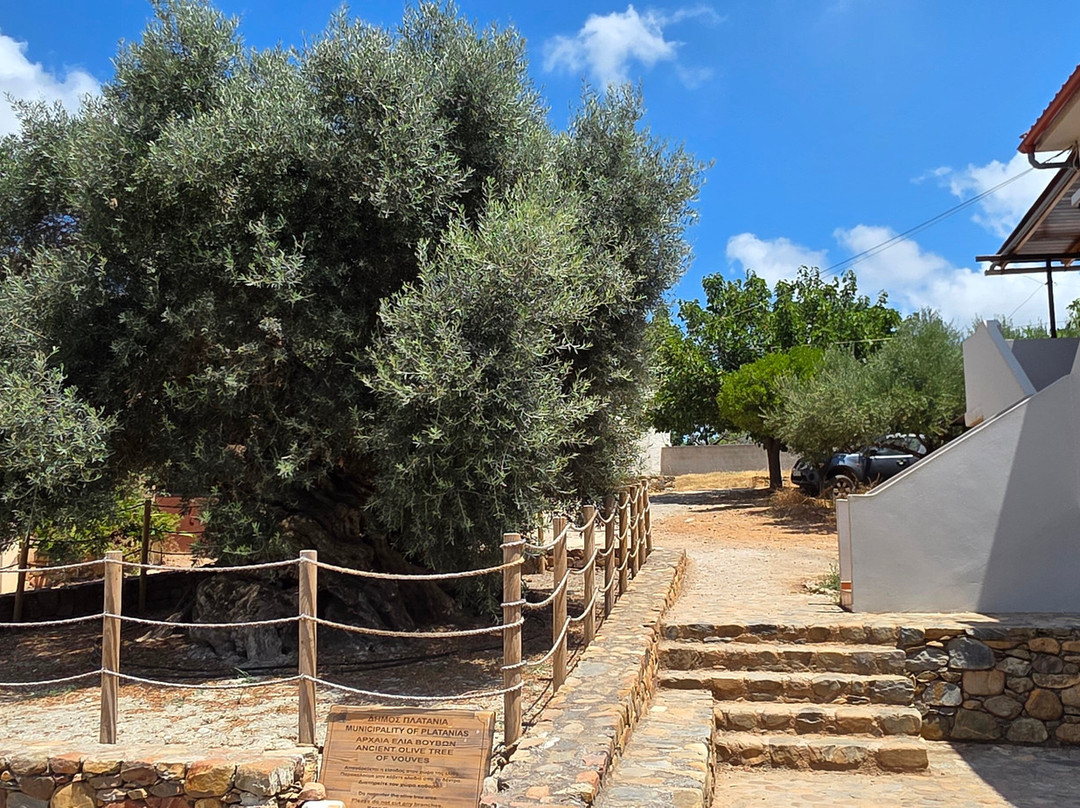 The Monumental Olive Tree of Vouves-Vouves必去景点