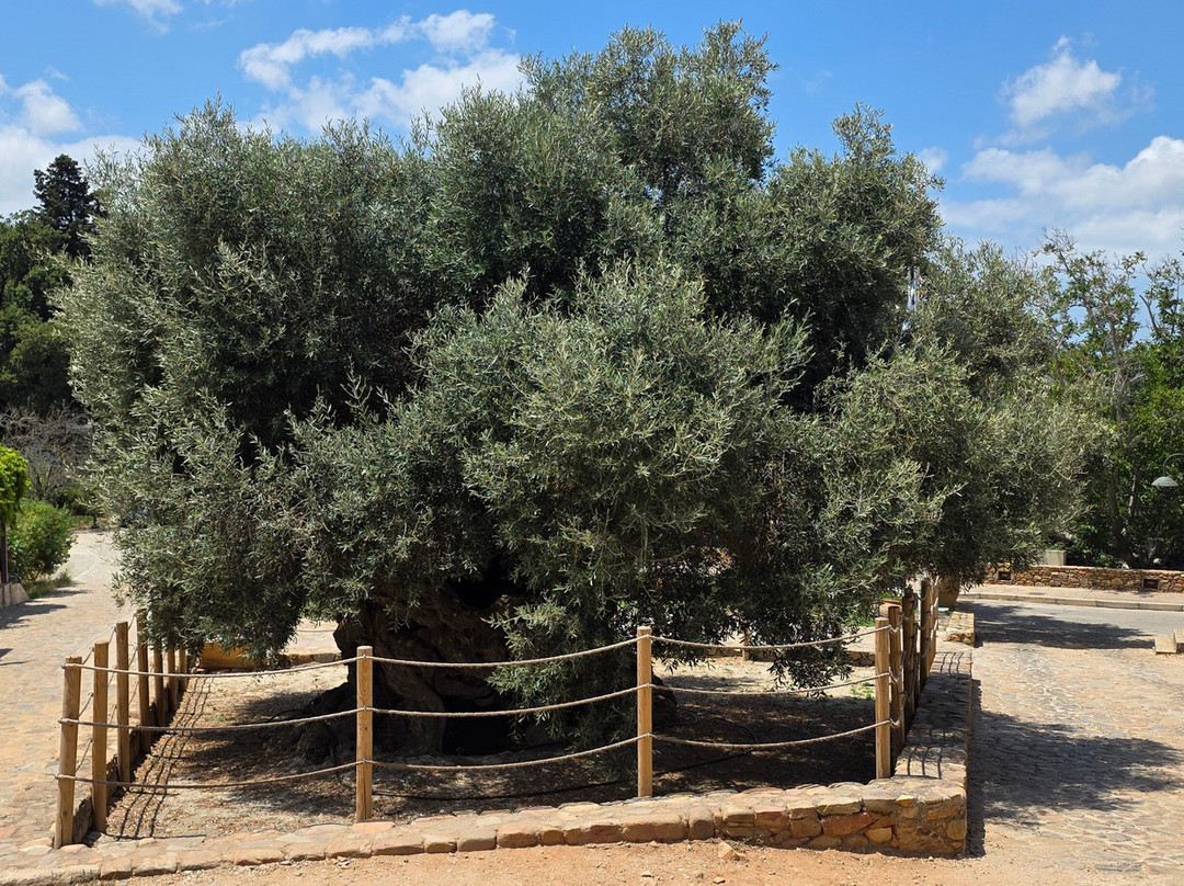 The Monumental Olive Tree of Vouves-Vouves必去景点