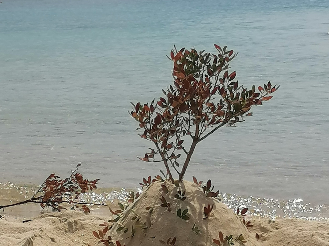 Alykes beach-Ammouliani必去景点