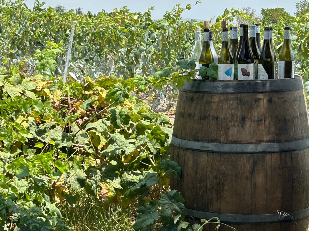 Lyrarakis Winery-伊拉克利翁必去景点
