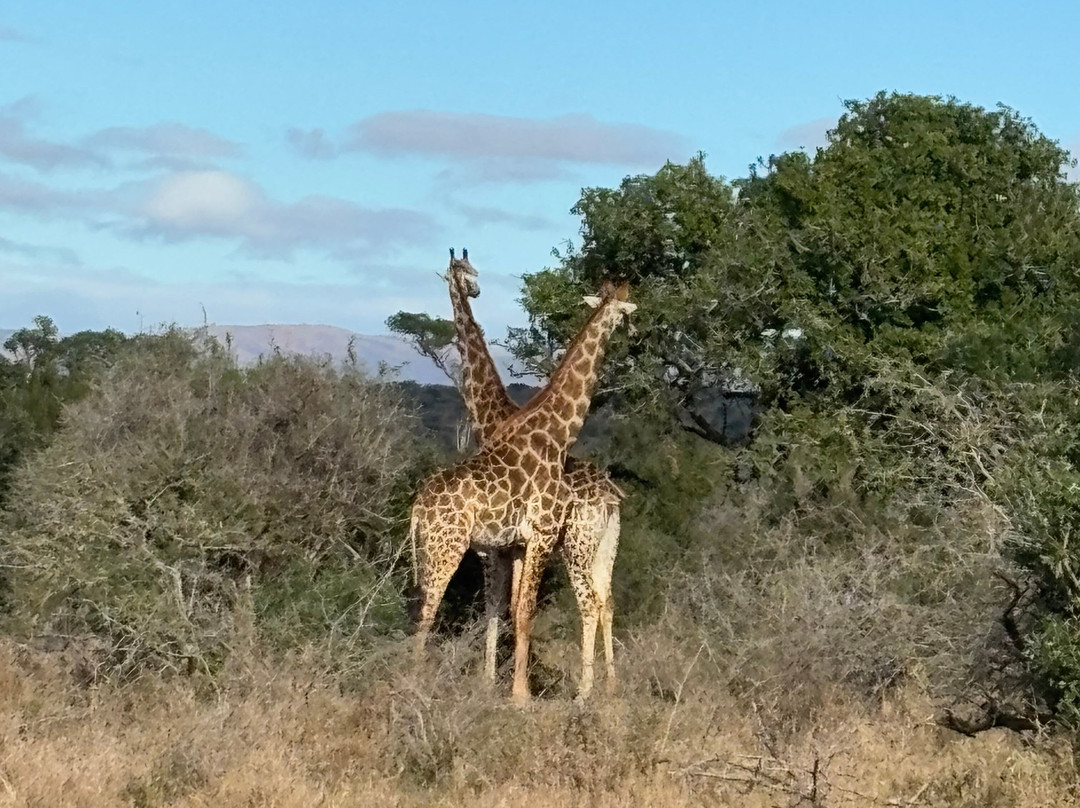 Hluhluwe - iMfolozi Park Wilderness Area-Hluhluwe Game Reserve必去景点