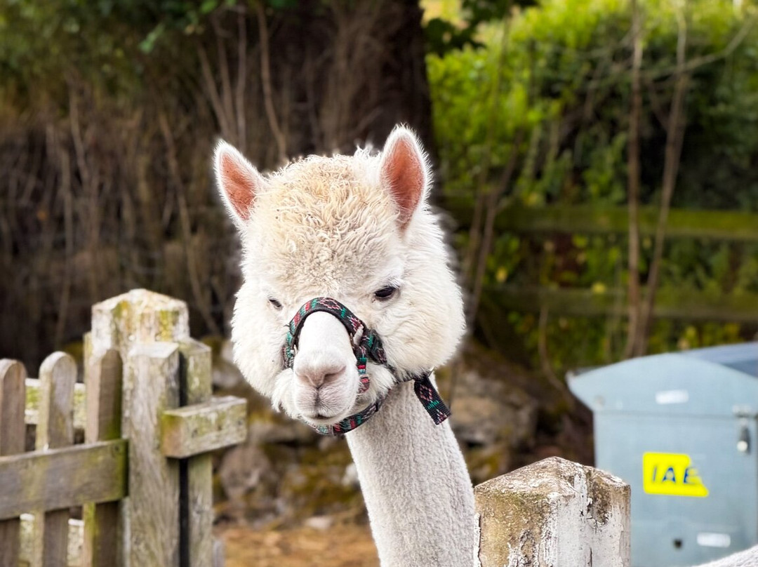 Woolly Experiences Therapy Farm-Mold必去景点
