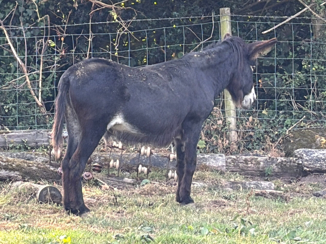 Dwyfor Ranch Rabbit Farm and Animal Park-Llanystumdwy必去景点