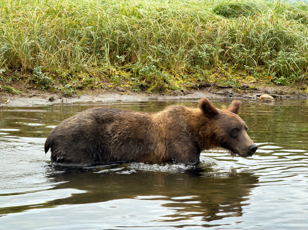 Khutzeymateen Wilderness Lodge