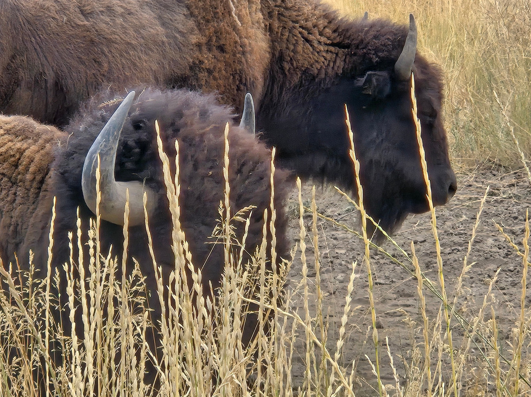 Bison Range-Moiese必去景点