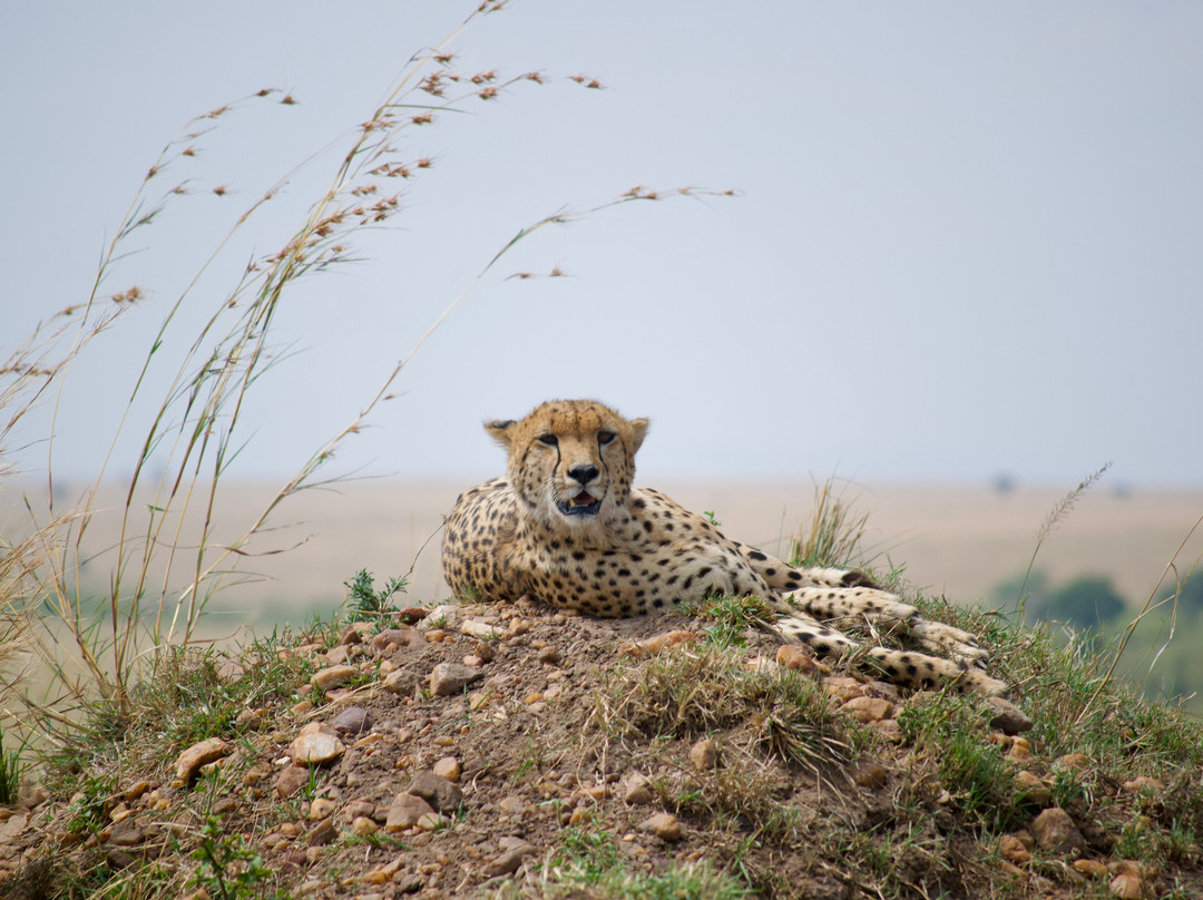 Activentures Africa Safaris-坎帕拉必去景点