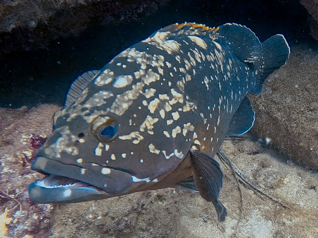 Hippocampus Dive Centre-巴厘必去景点