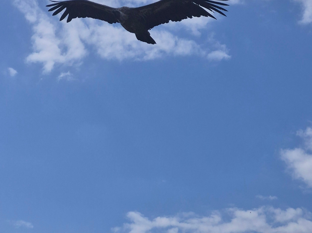 Hawk Conservancy Trust Bird of Prey Centre-Andover必去景点