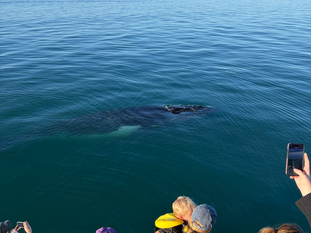 Ningaloo Discovery Whale Shark Tours-埃克斯茅斯必去景点
