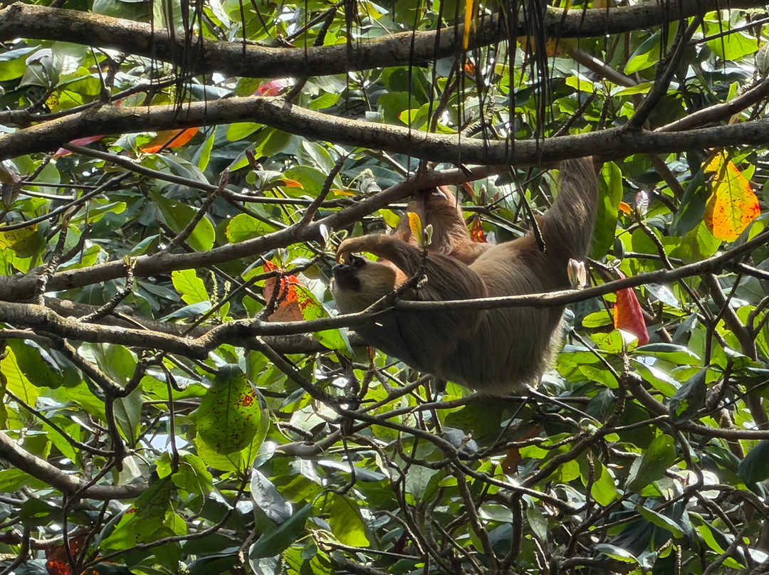 The Biologist from Cahuita-卡维塔必去景点