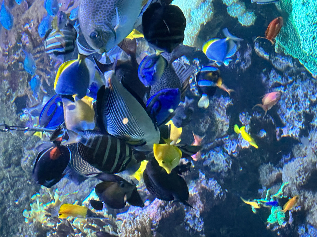 丹麦国家水族馆-哥本哈根必去景点