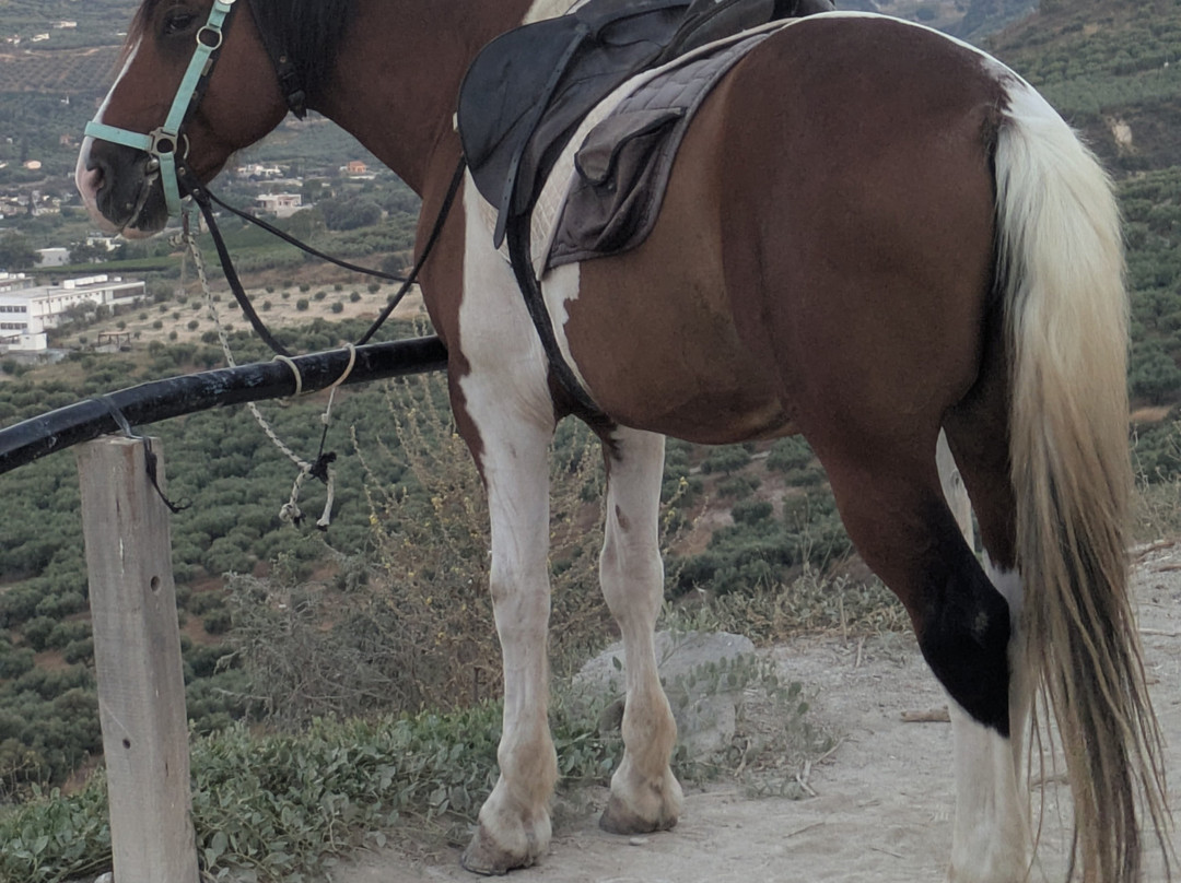 Finikia Horseriding-Finikia必去景点