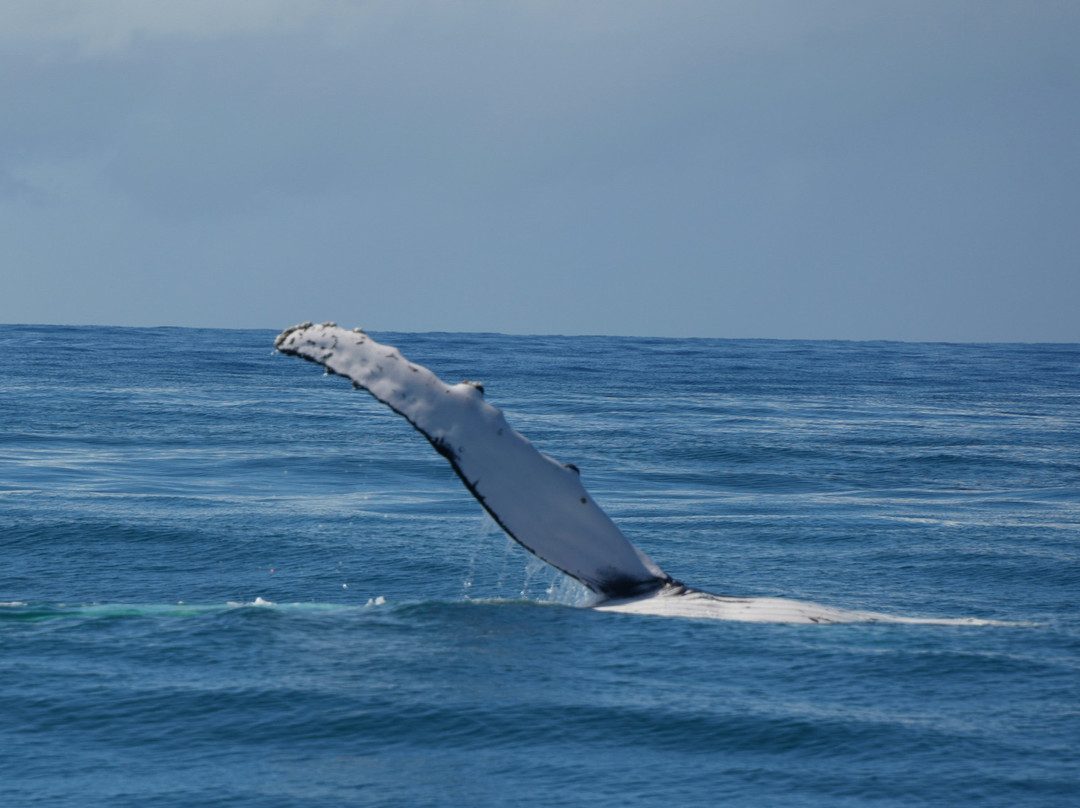 Whales Sunshine Coast-Buddina必去景点