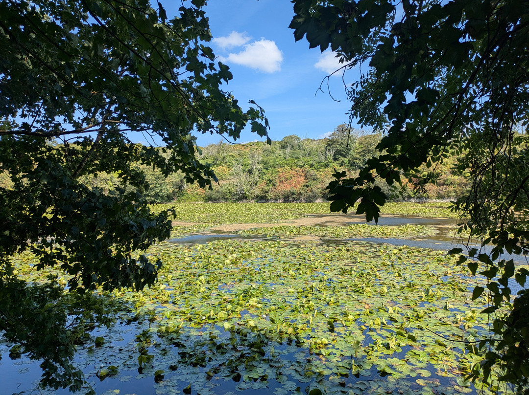 Lily Ponds-Bosherston必去景点