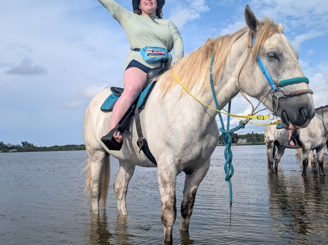 Florida Beach Horses-布雷登顿必去景点