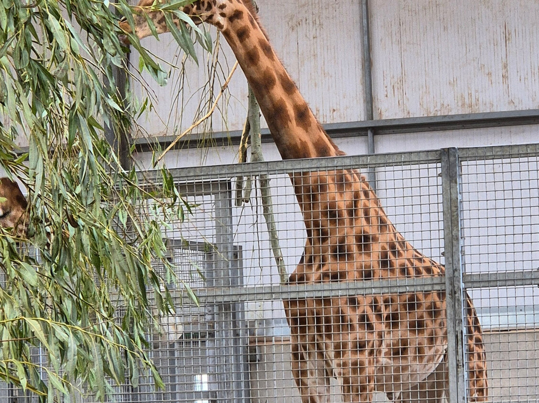 Twycross Zoo-Atherstone必去景点