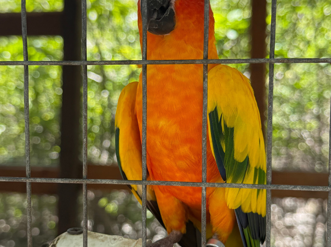 Cayman Parrot Sanctuary-East End必去景点