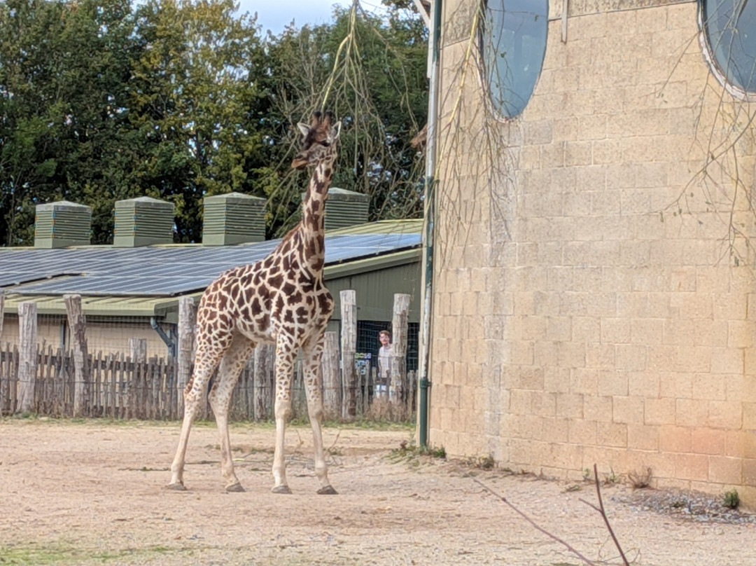 Marwell Zoo-温彻斯特必去景点