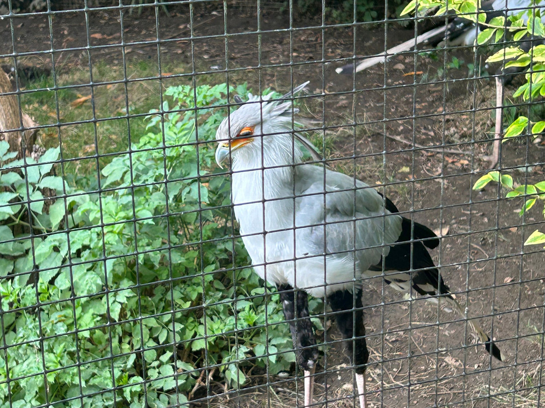 Cotswold Falconry Centre-莫顿因马什必去景点