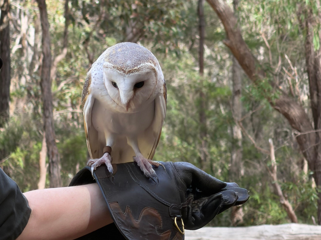 Capes Raptor Centre-玛格丽特河必去景点