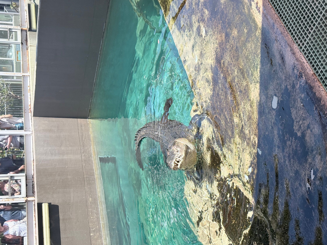Crocosaurus Cove-达尔文市必去景点