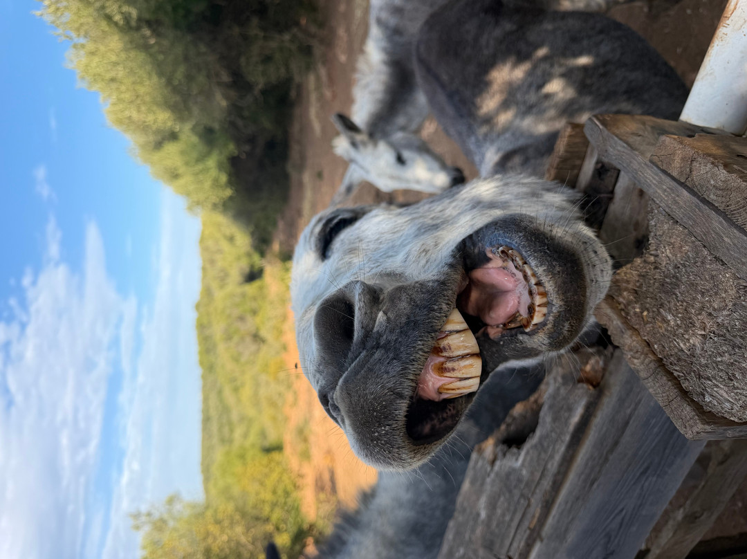 Menorca Donkey Rescue-阿拉约尔必去景点