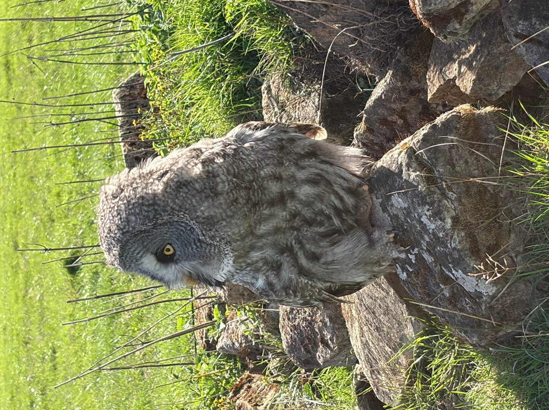 UK Owl And Raptor Centre-Groombridge必去景点