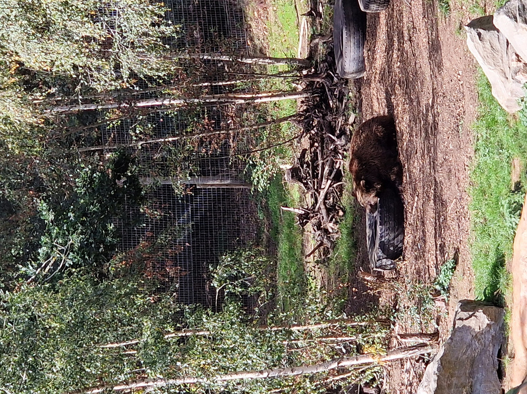 Jimmy's Farm & Wildlife Park-伊普斯威奇必去景点