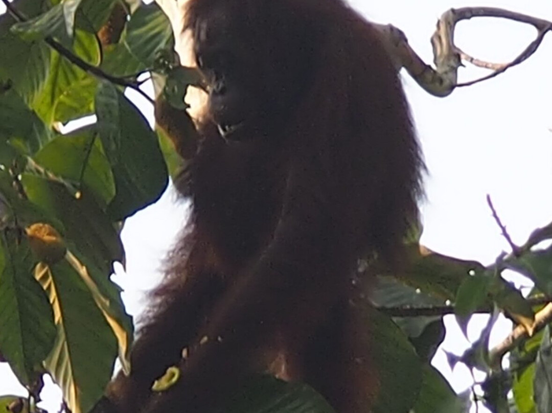 Borneo Eco Tours-亚庇必去景点