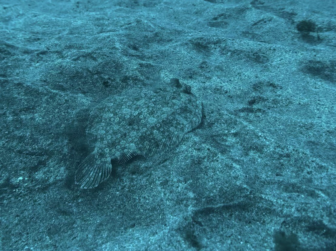 Soul Scuba Divers-Kri Island必去景点
