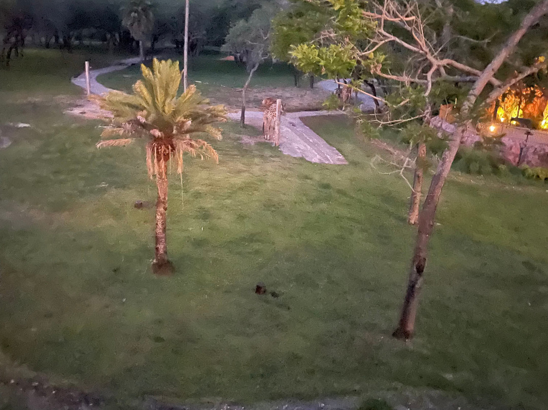 迪士尼动物王国小屋主图
