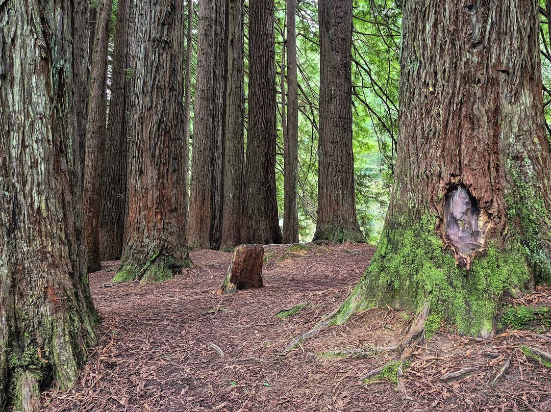 The Redwoods-Beech Forest必去景点