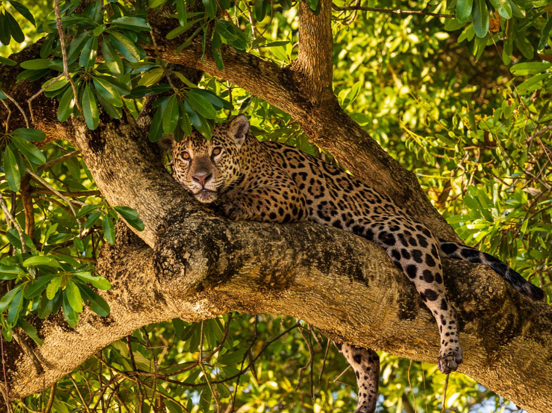 Pantanal Photo Tours-伊利亚贝拉必去景点