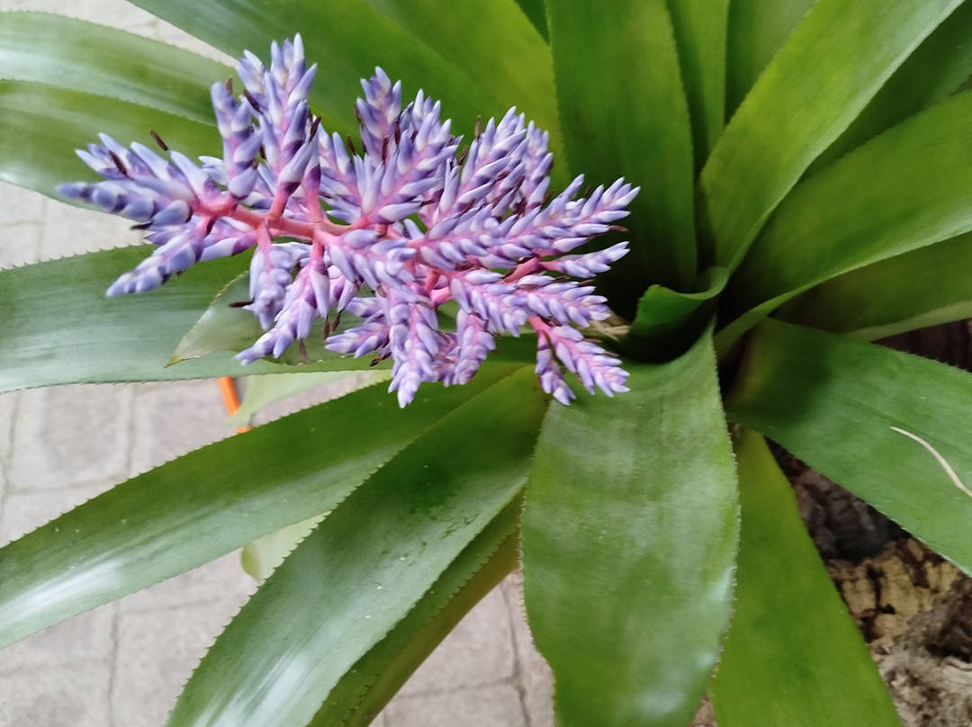 Orquidario de Estepona-埃斯特波纳必去景点